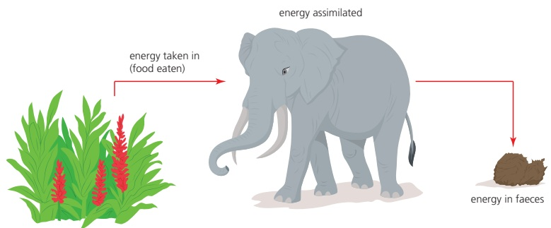 Food energy enters a consumer; some is not assimilated and leaves in faeces, while assimilated energy can support respiration or new biomass.