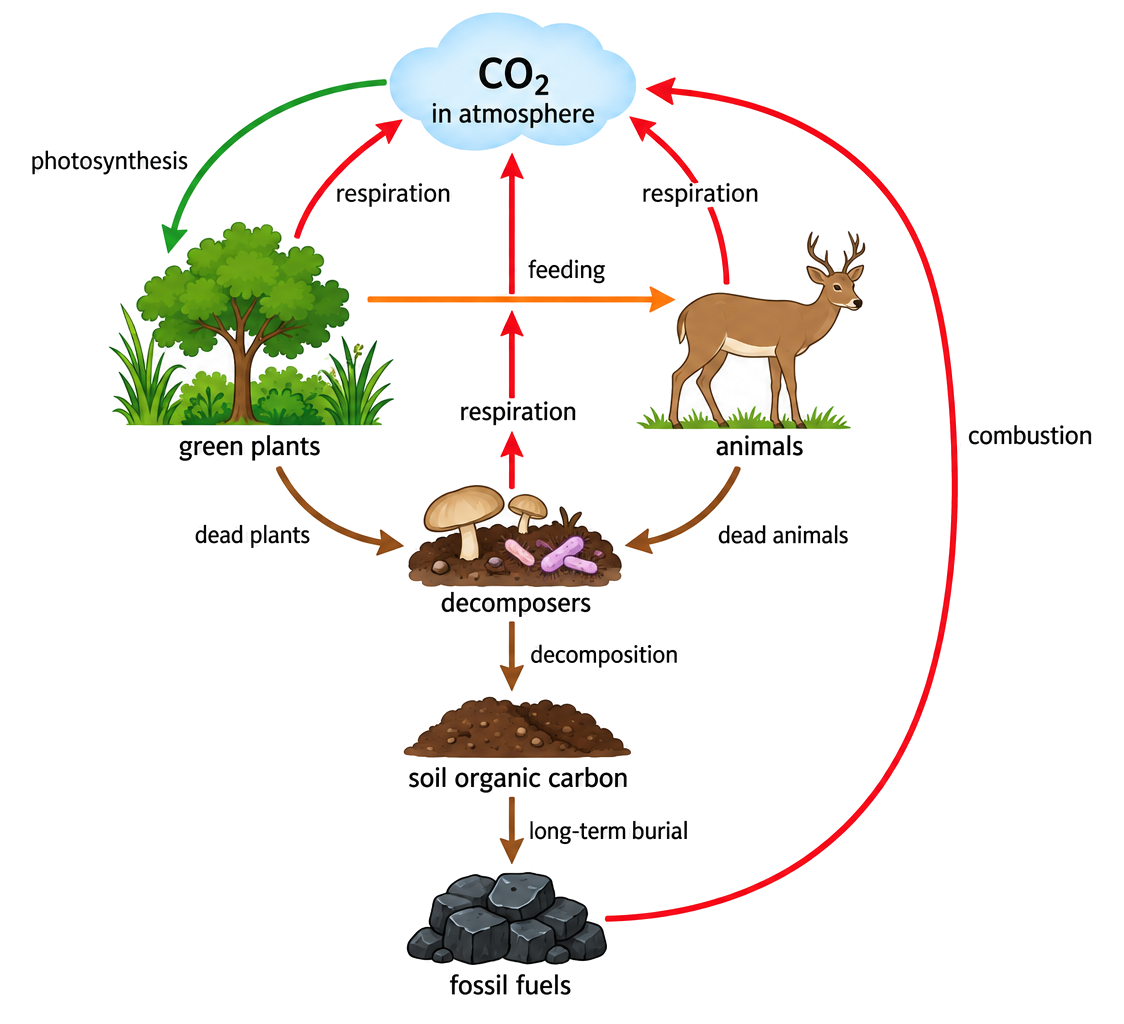 A simplified carbon cycle links atmospheric carbon dioxide, green plants, animals, decomposers, soil organic carbon and fossil fuels with labelled process arrows.