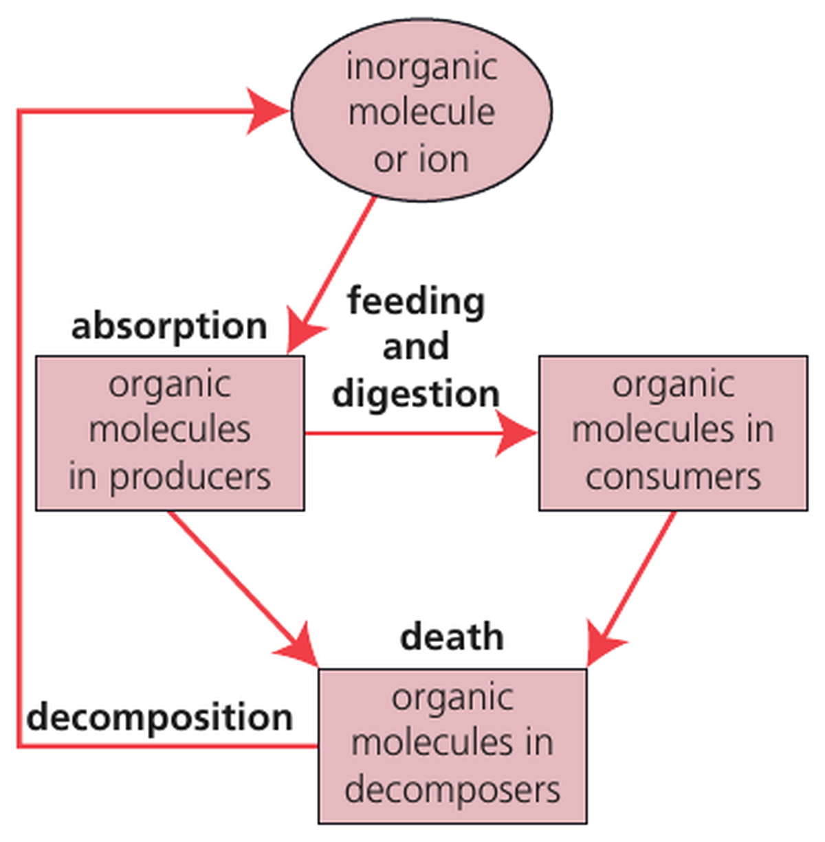 Inorganic molecules or ions are absorbed by producers, move to consumers by feeding and digestion, enter decomposers after death, and return to the inorganic environment through decomposition.