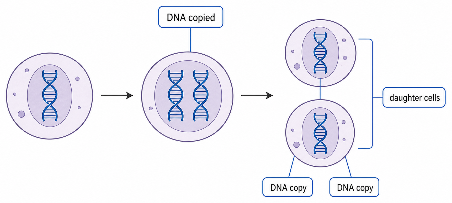 A cell copies its DNA before dividing so each daughter cell receives a DNA copy.