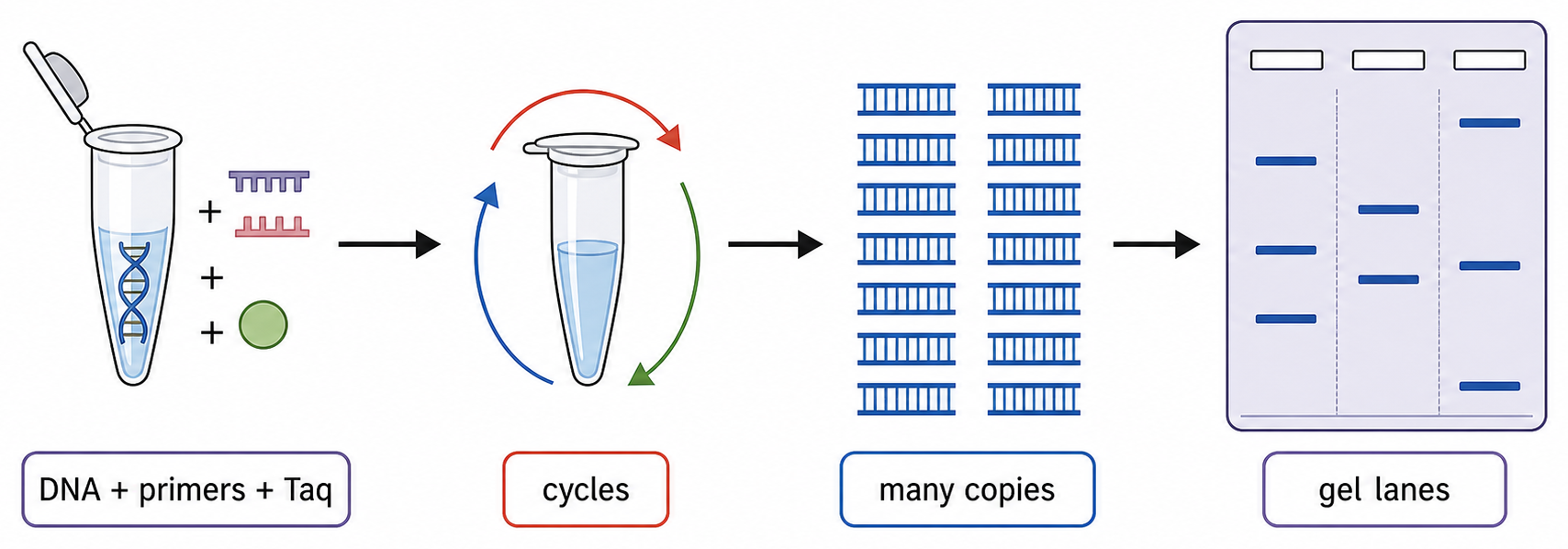 PCR combines template DNA, two primers, free nucleotides and Taq polymerase, then uses repeated temperature cycles to make many copies before gel separation.