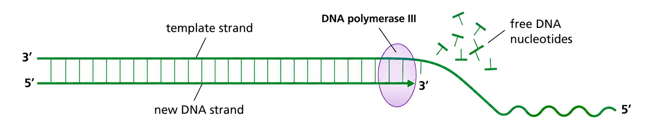 DNA polymerase reads a template from 3 prime to 5 prime while adding nucleotides to the new strand's 3 prime end, so the new strand grows 5 prime to 3 prime.