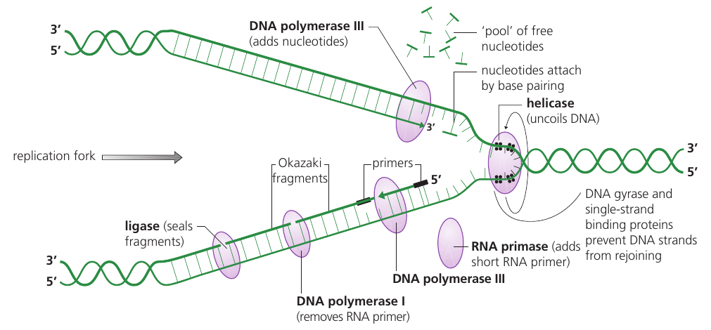A replication fork shows continuous leading-strand synthesis and primer-dependent Okazaki fragments on the lagging strand.