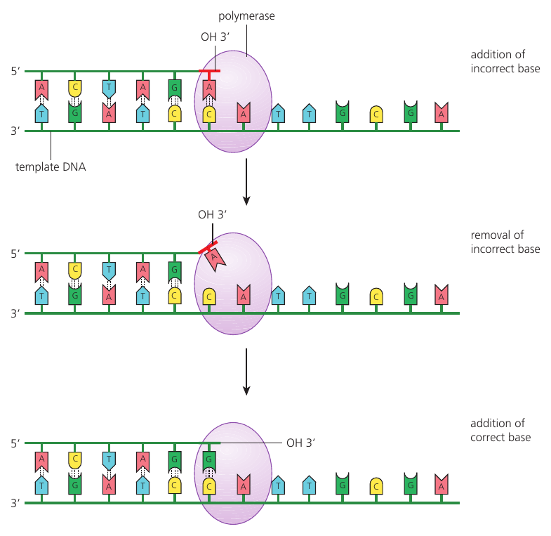 DNA polymerase III detects a mismatched nucleotide at the new strand's 3 prime end, removes it and adds the correct complementary nucleotide.