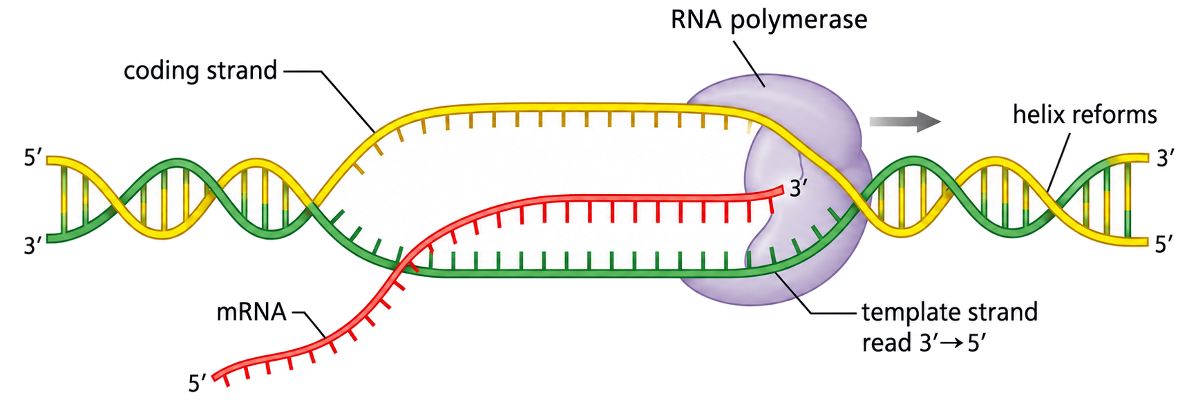 RNA polymerase opens a short DNA region, reads the template strand and synthesizes an mRNA strand that leaves the transcription bubble.