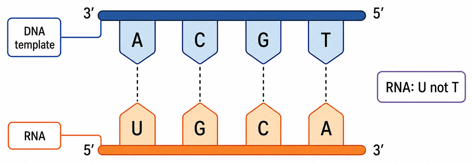 DNA template bases pair with RNA nucleotides according to A–U and C–G complementarity.