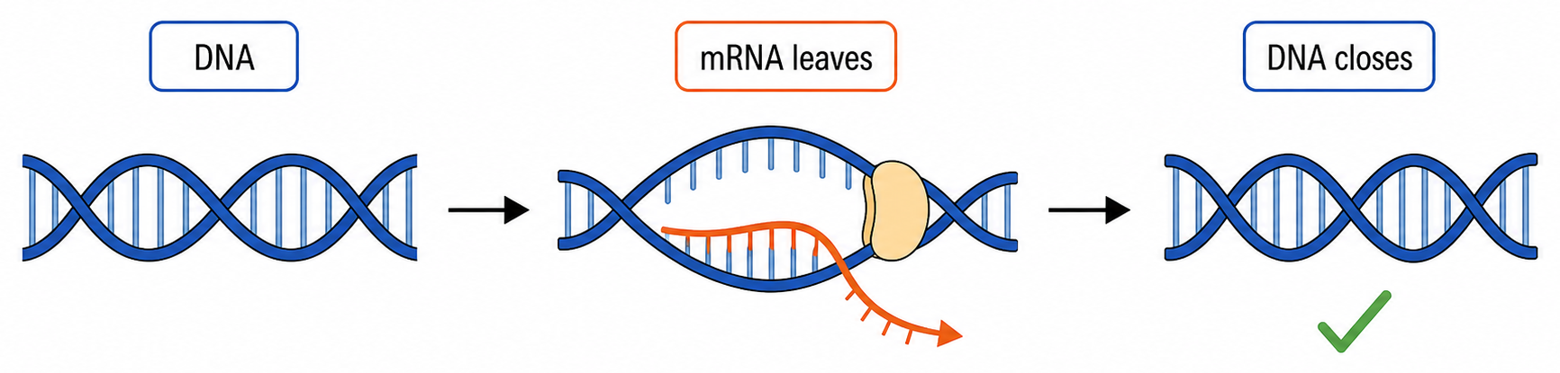 DNA opens locally for mRNA synthesis, the mRNA leaves and the original DNA double helix reforms.