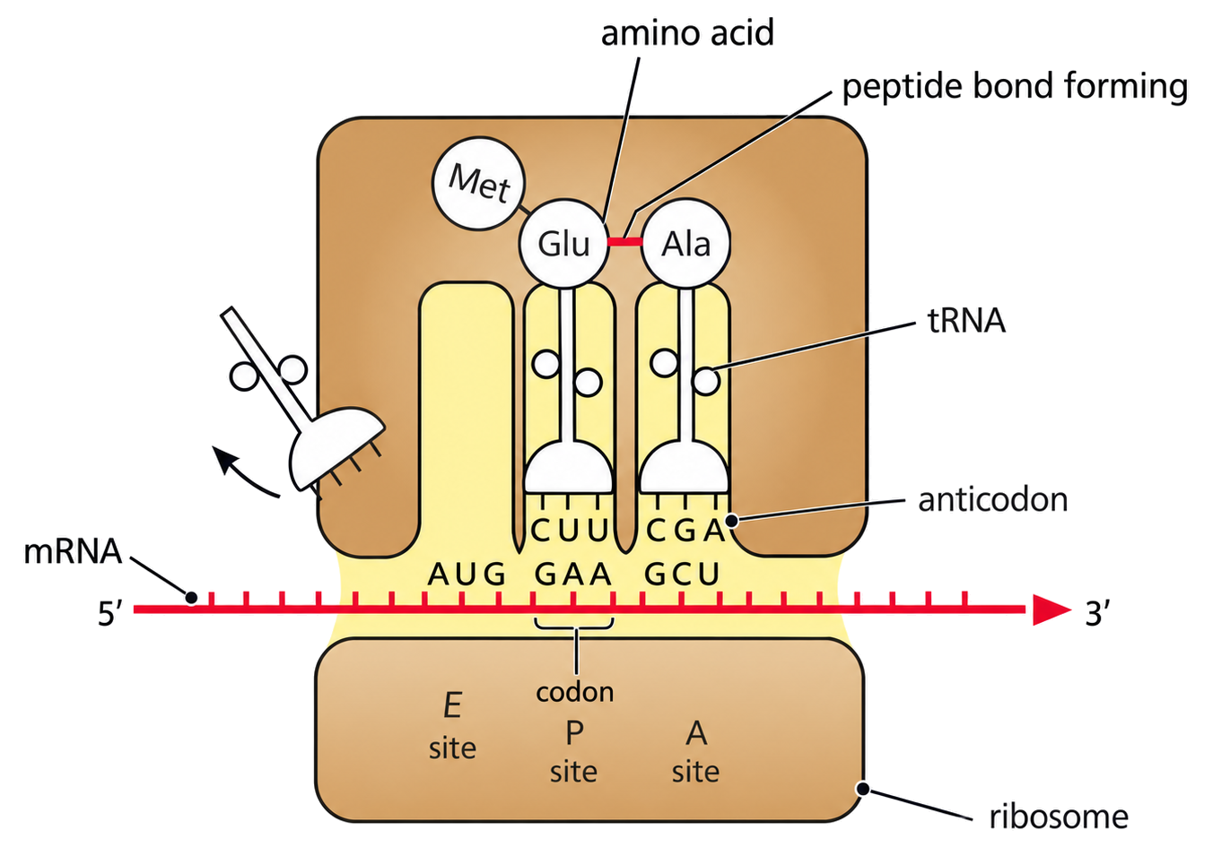 A ribosome positions mRNA codons and complementary tRNA anticodons in E, P and A sites while peptide bonds extend a polypeptide.