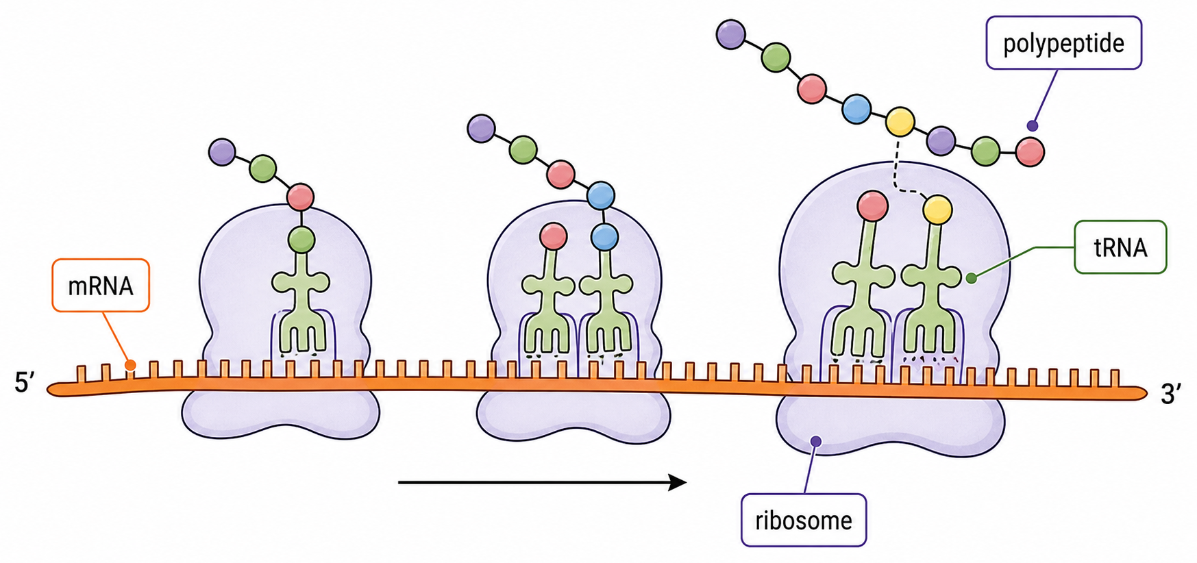 Several ribosomes move in the same 5′ to 3′ direction along one mRNA, each producing a polypeptide.