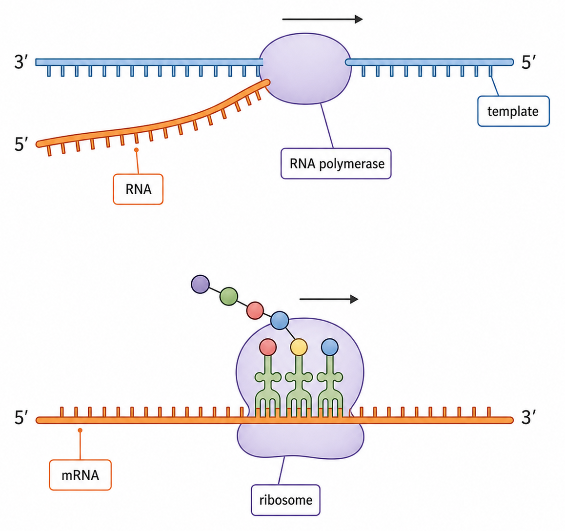 RNA polymerase reads a DNA template 3′ to 5′ while synthesizing RNA 5′ to 3′; a ribosome then moves along mRNA 5′ to 3′.