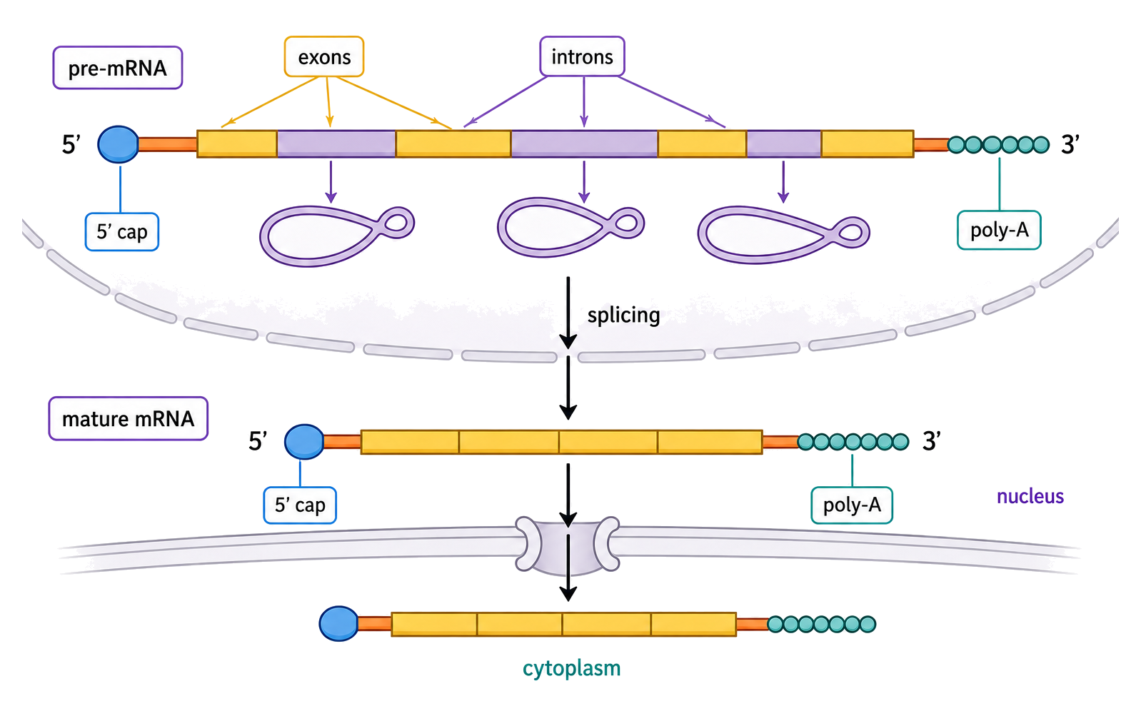 A eukaryotic pre-mRNA receives a 5′ cap and poly-A tail, has introns removed and exons joined, then is exported from the nucleus as mature mRNA.