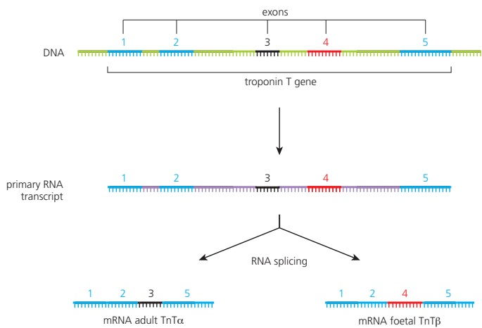 One troponin T pre-mRNA is spliced into two mature mRNAs containing different combinations of exons.
