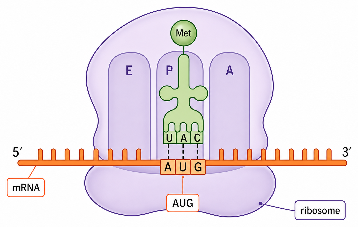 A translation initiation complex has AUG paired with an initiator methionine tRNA in the ribosomal P site, with A and E sites labelled.