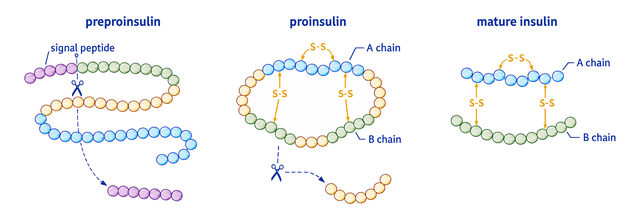 Preproinsulin loses its signal peptide, folds as proinsulin with disulfide bonds and loses the C-peptide to form mature insulin A and B chains.