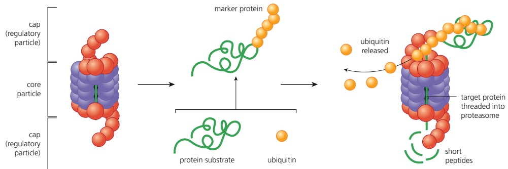 A ubiquitin-tagged protein is recognized, unfolded and threaded into a proteasome, which releases short peptides while ubiquitin is recycled.