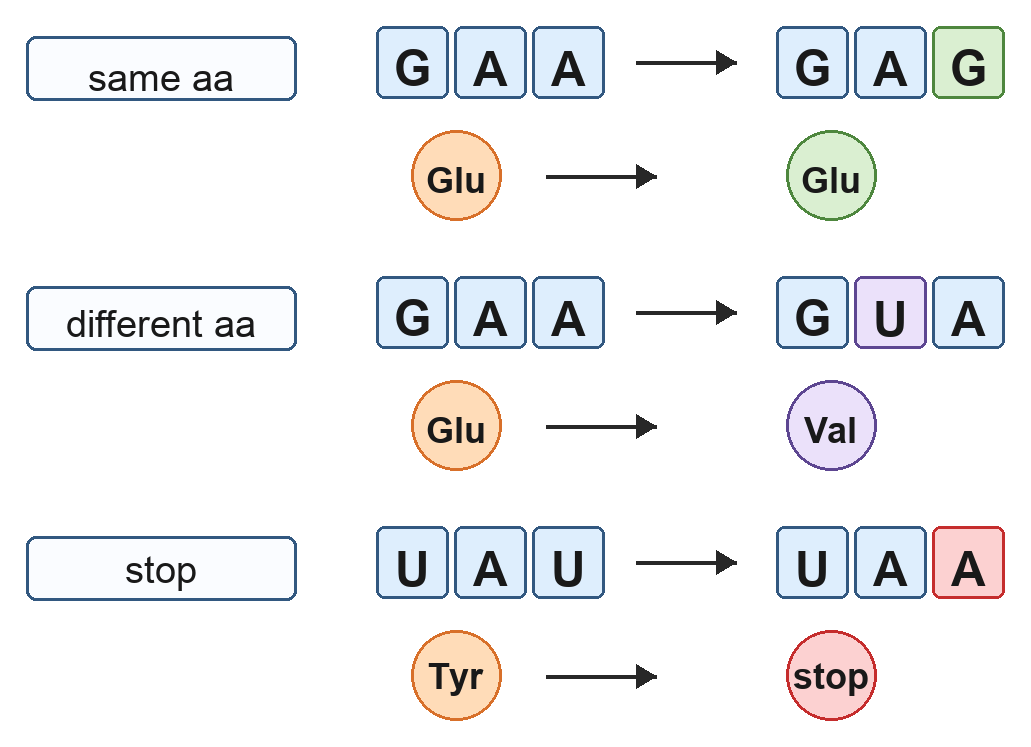 Three codon substitutions illustrate unchanged amino acid, changed amino acid and a new stop codon.