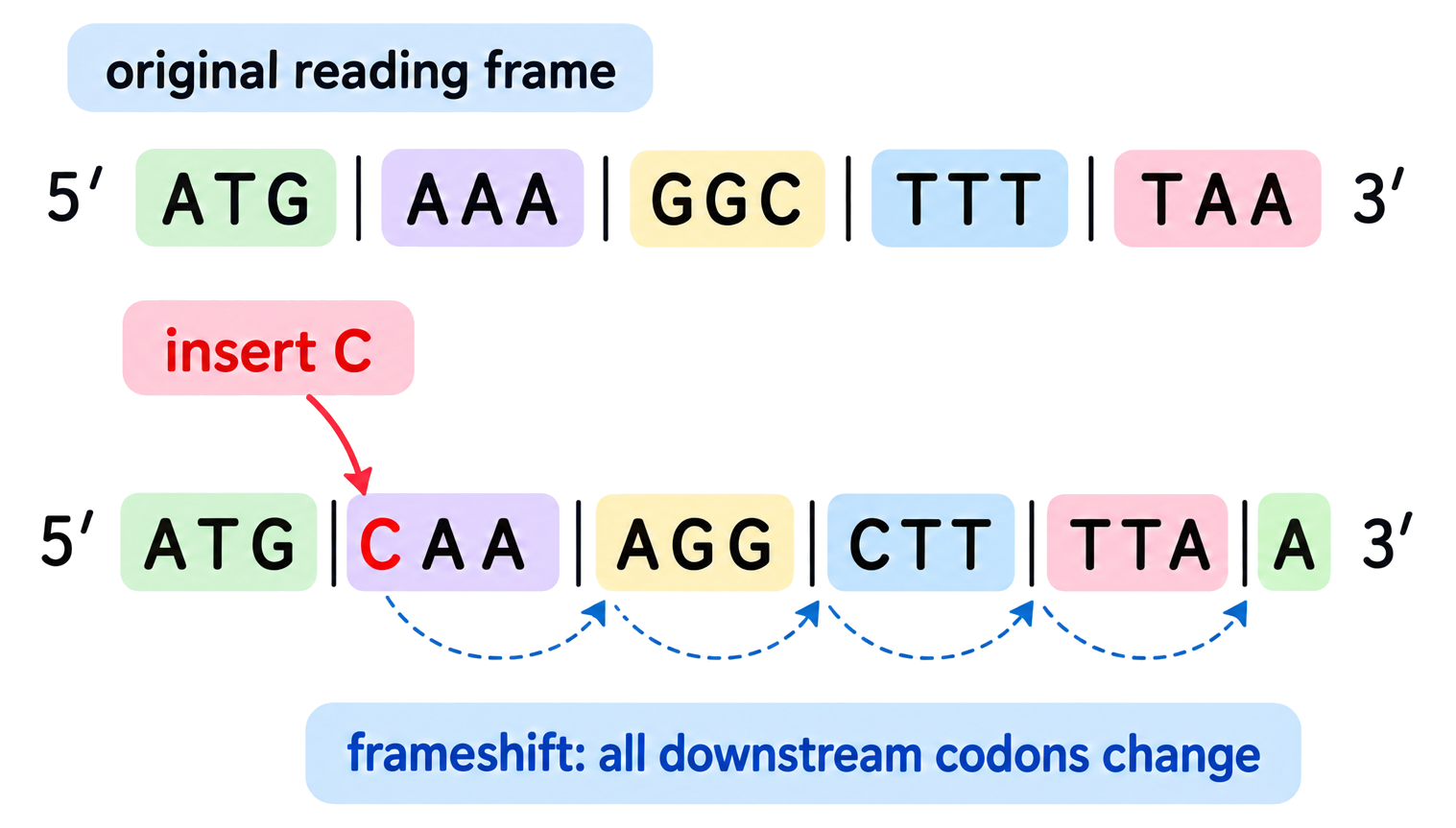 A one-base insertion changes every downstream three-base codon group in a coding sequence.