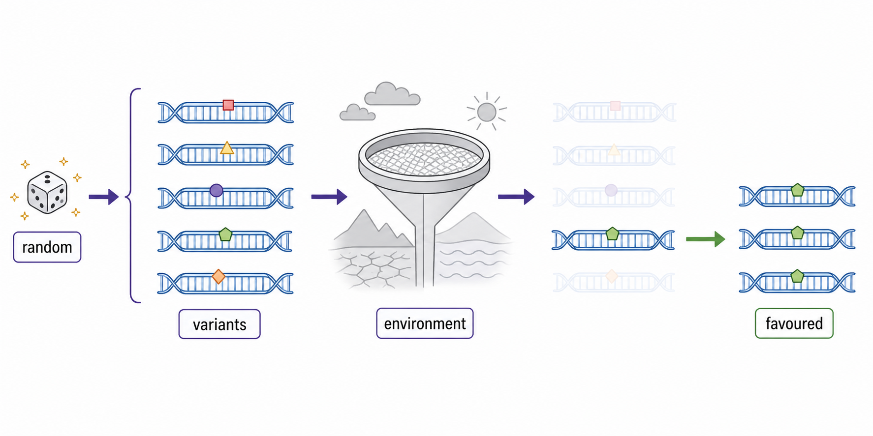 Different DNA variants arise before an environmental filter increases the representation of one favoured variant.
