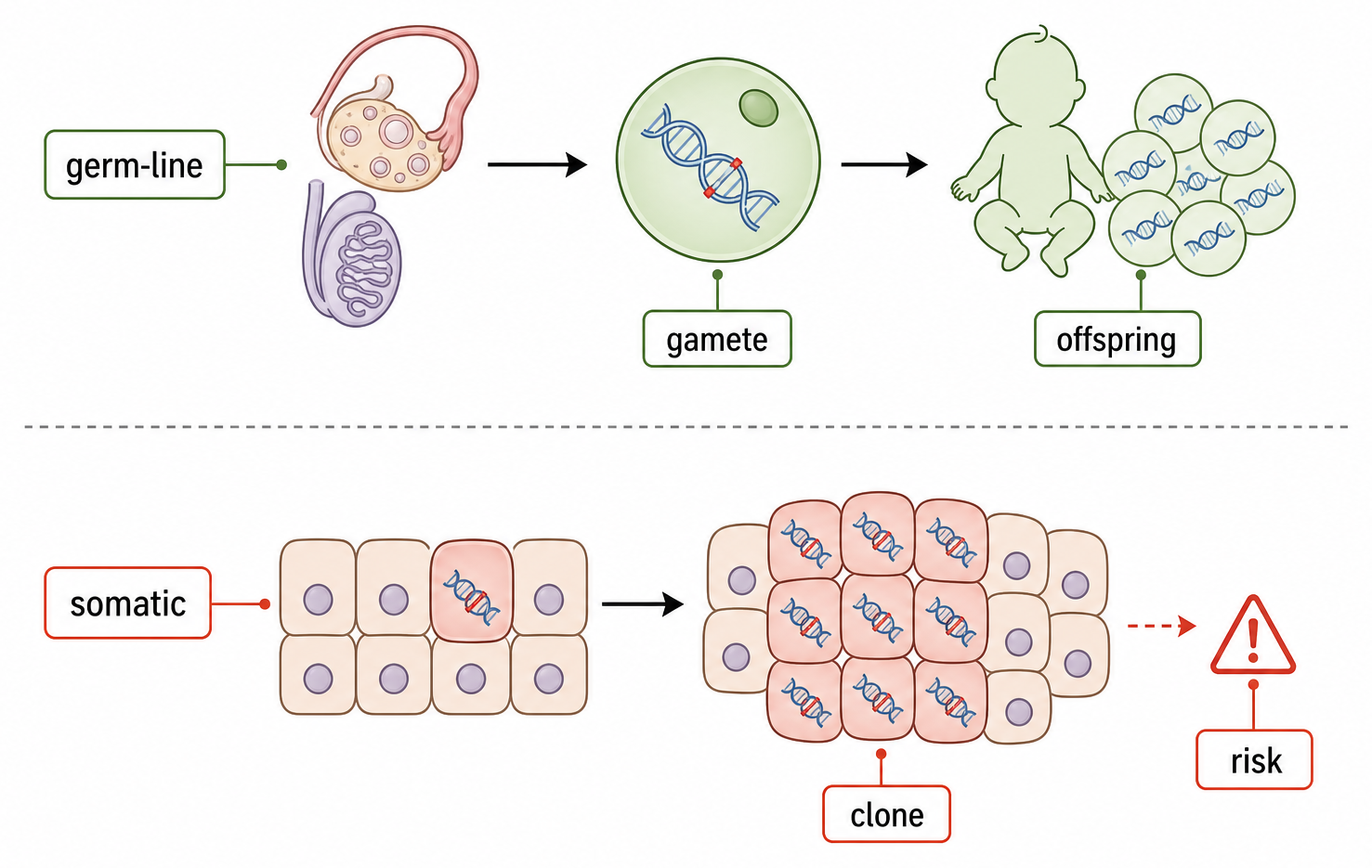 A germ-line mutation can enter a gamete and offspring, whereas a somatic mutation is copied into a local body-cell clone.