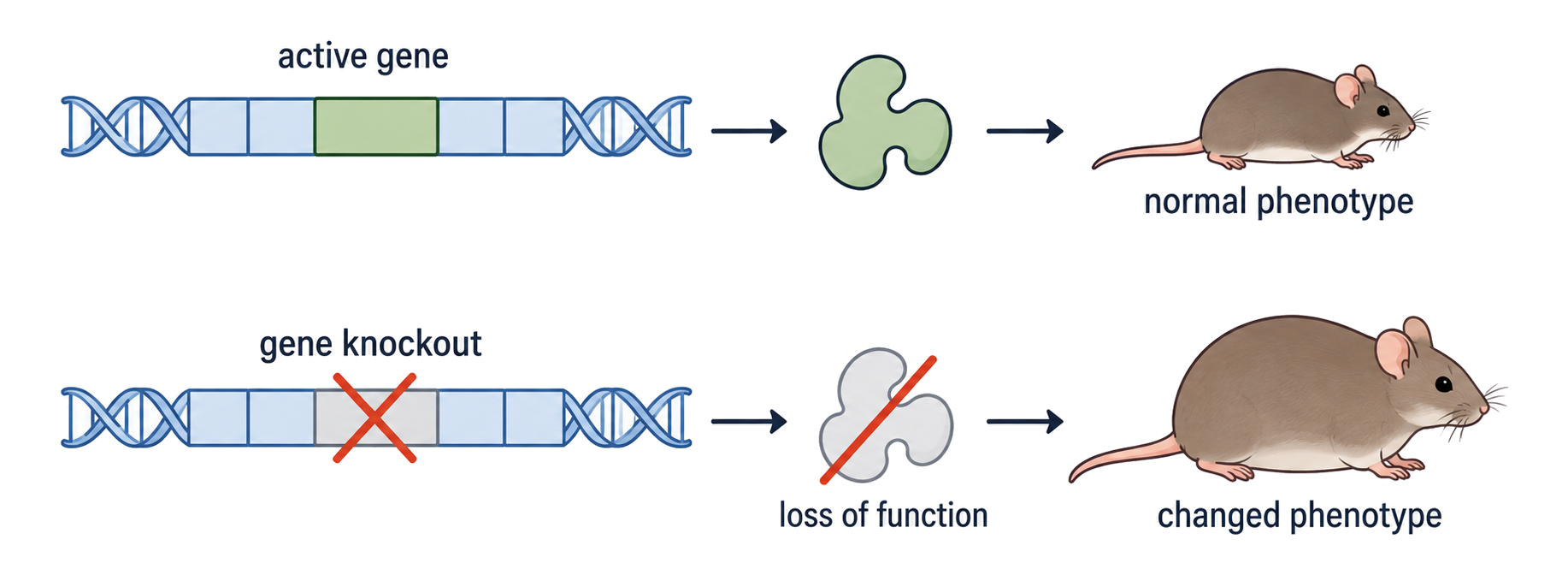 An active gene produces a normal phenotype, while loss of that gene's function is associated with a changed phenotype in a knockout mouse.