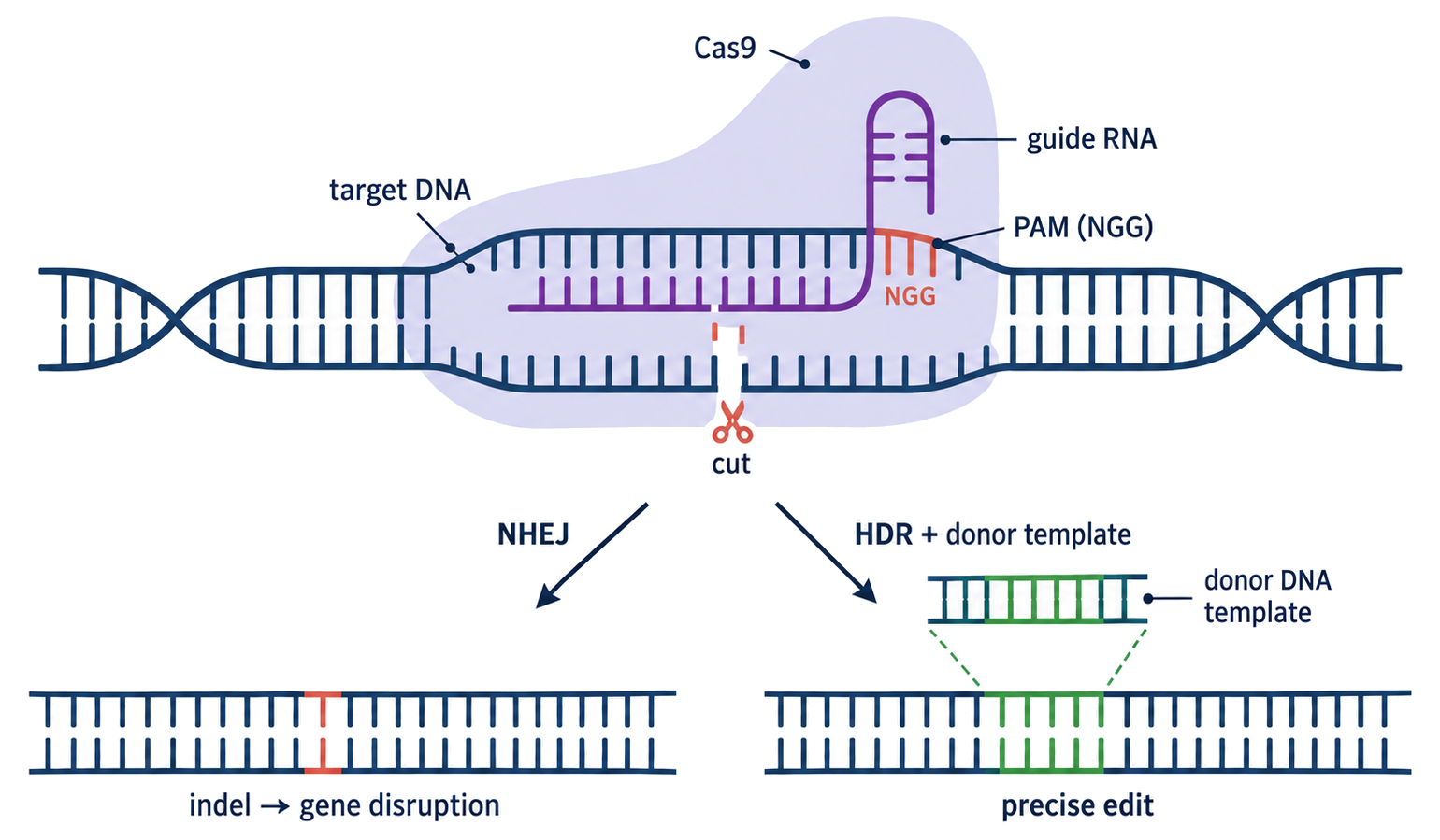 A guide RNA pairs with target DNA beside a PAM sequence, positioning Cas9 for a double-strand cut before cellular repair.