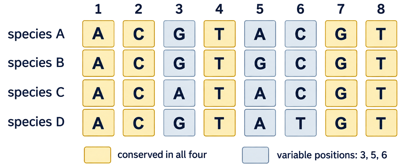 A multi-species DNA alignment highlights positions shared by every species and positions that vary.