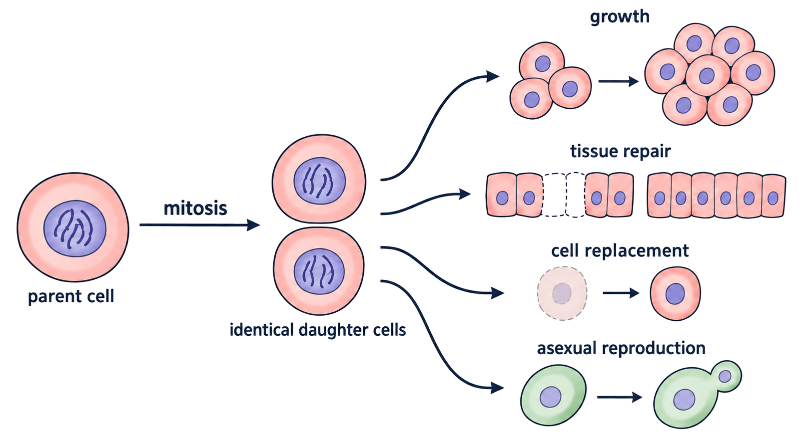 One parent cell divides by mitosis into daughter cells that contribute to growth, tissue repair, cell replacement or asexual reproduction.