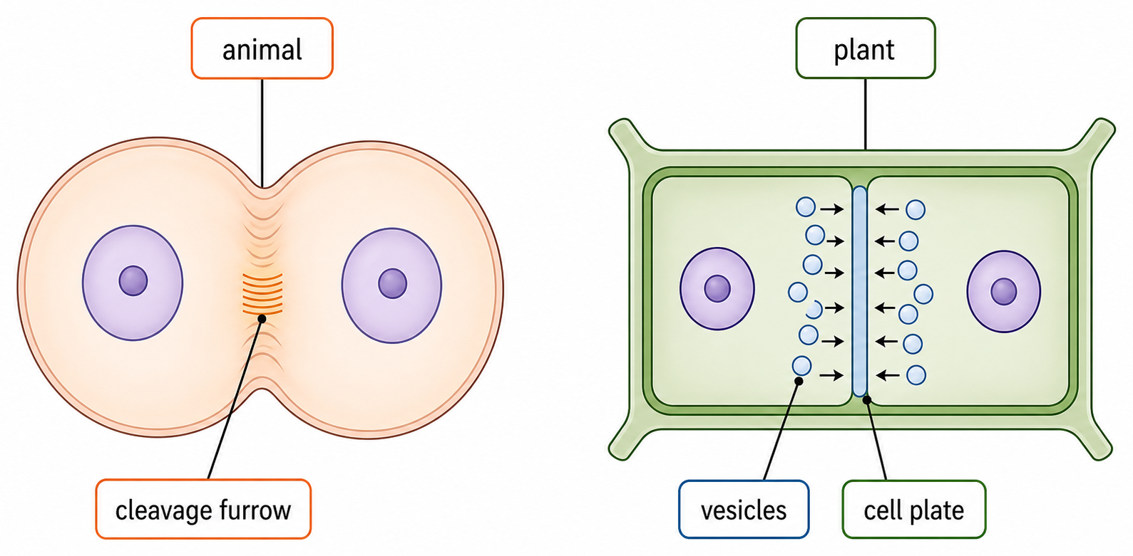 Animal-cell cytokinesis uses a cleavage furrow, whereas plant-cell cytokinesis joins vesicles into a central cell plate.
