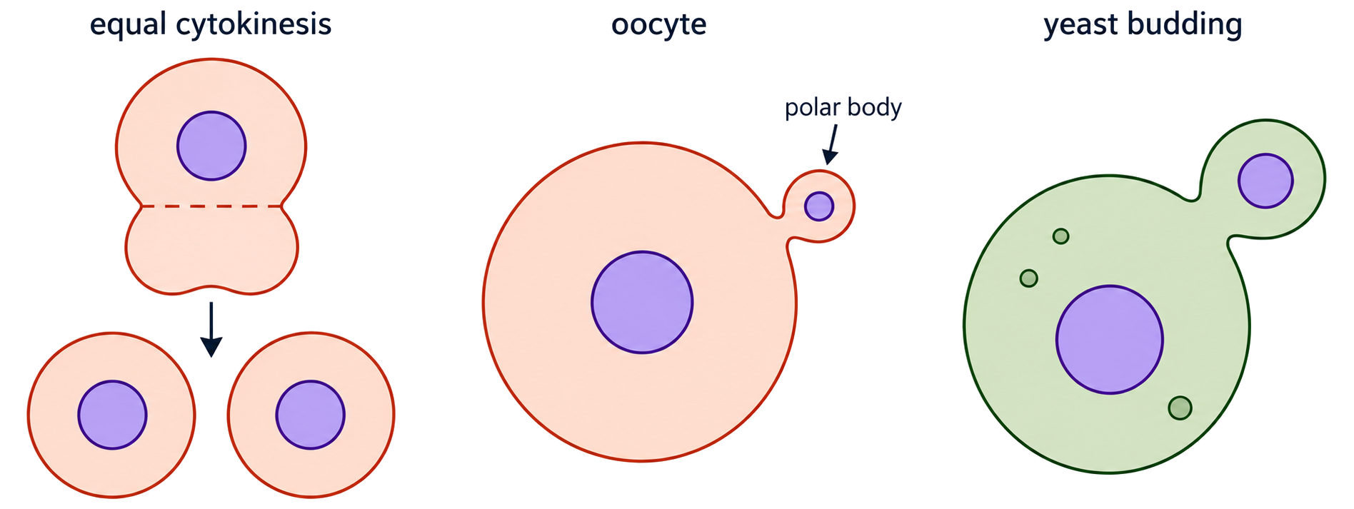 Equal cytokinesis is contrasted with a large oocyte and polar body and with a small yeast bud on a larger parent cell.