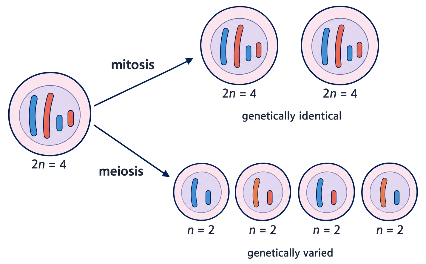 A diploid parent produces two genetically similar diploid nuclei by mitosis or four genetically varied haploid nuclei by meiosis.