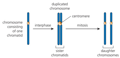 An unreplicated chromosome becomes two sister chromatids joined at a centromere and later separates into daughter chromosomes.