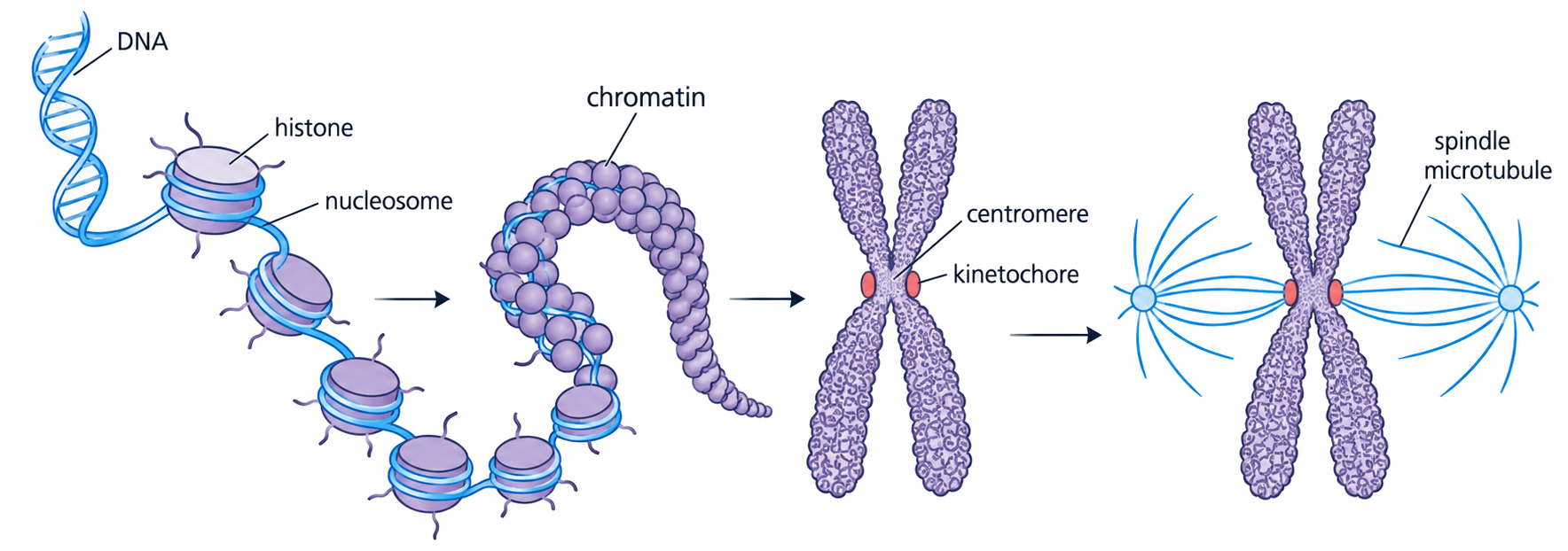 DNA wraps around histones into chromatin, condenses into a duplicated chromosome and attaches at the centromere region to spindle microtubules.