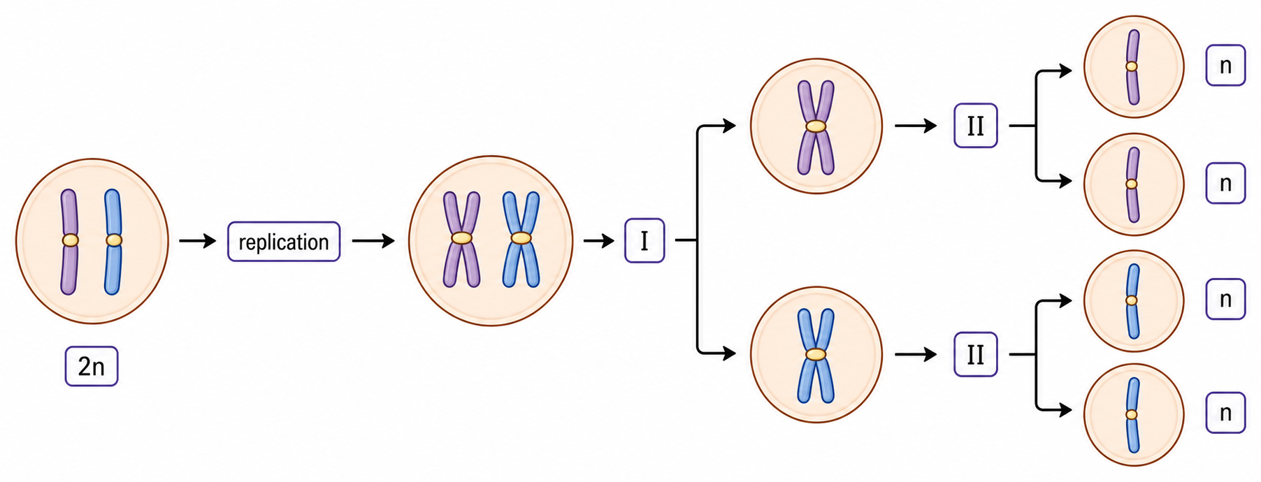 A diploid cell replicates DNA once, separates homologous chromosomes in meiosis I and separates chromatids in meiosis II to form four haploid nuclei.