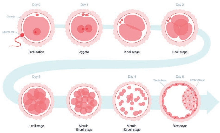 After fertilization, repeated mitotic divisions increase cell number from a zygote through two-, four- and eight-cell stages to a blastocyst.