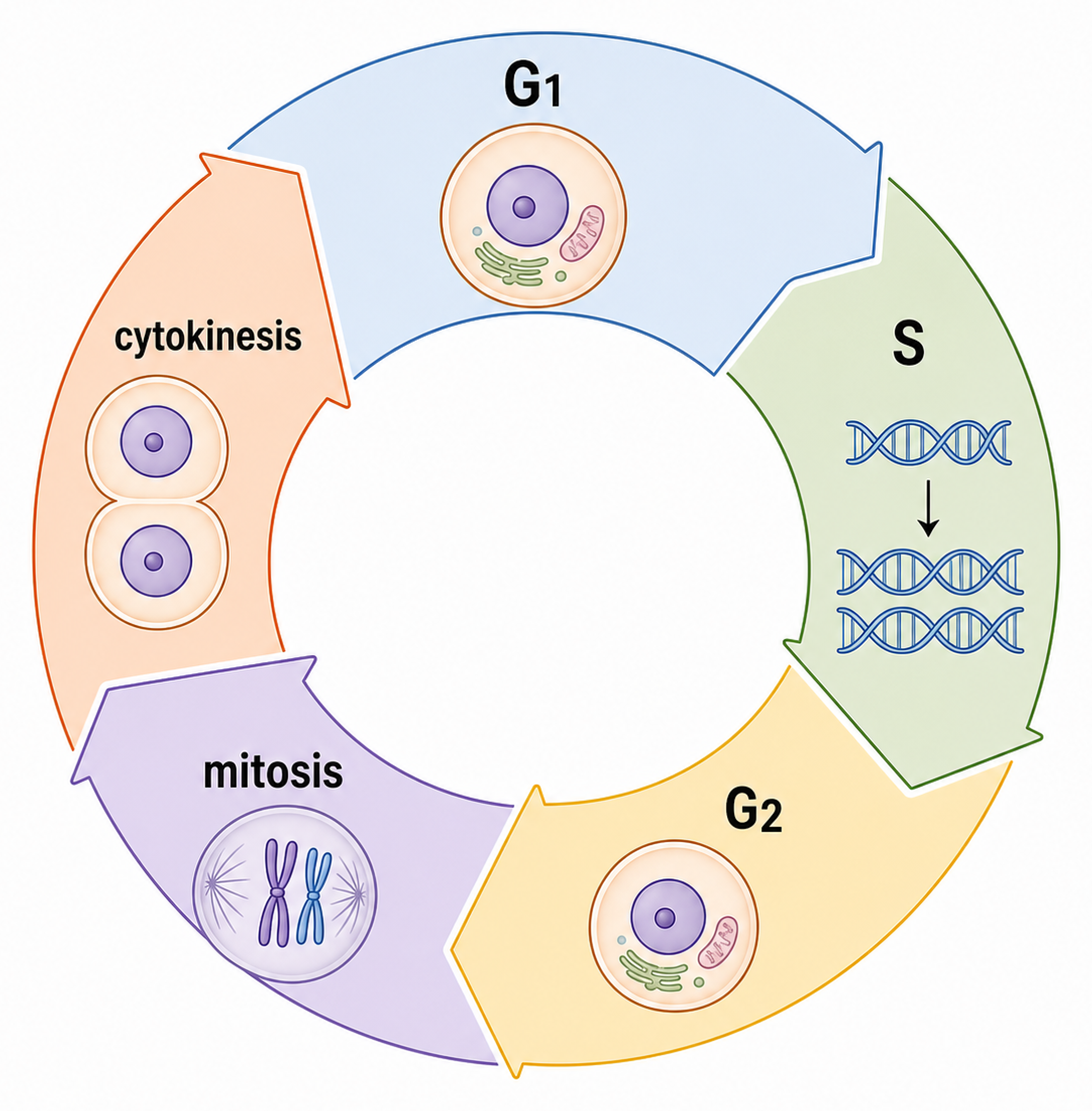 A circular cell-cycle diagram orders G1, S and G2 interphase before mitosis and cytokinesis return the lineage to G1.