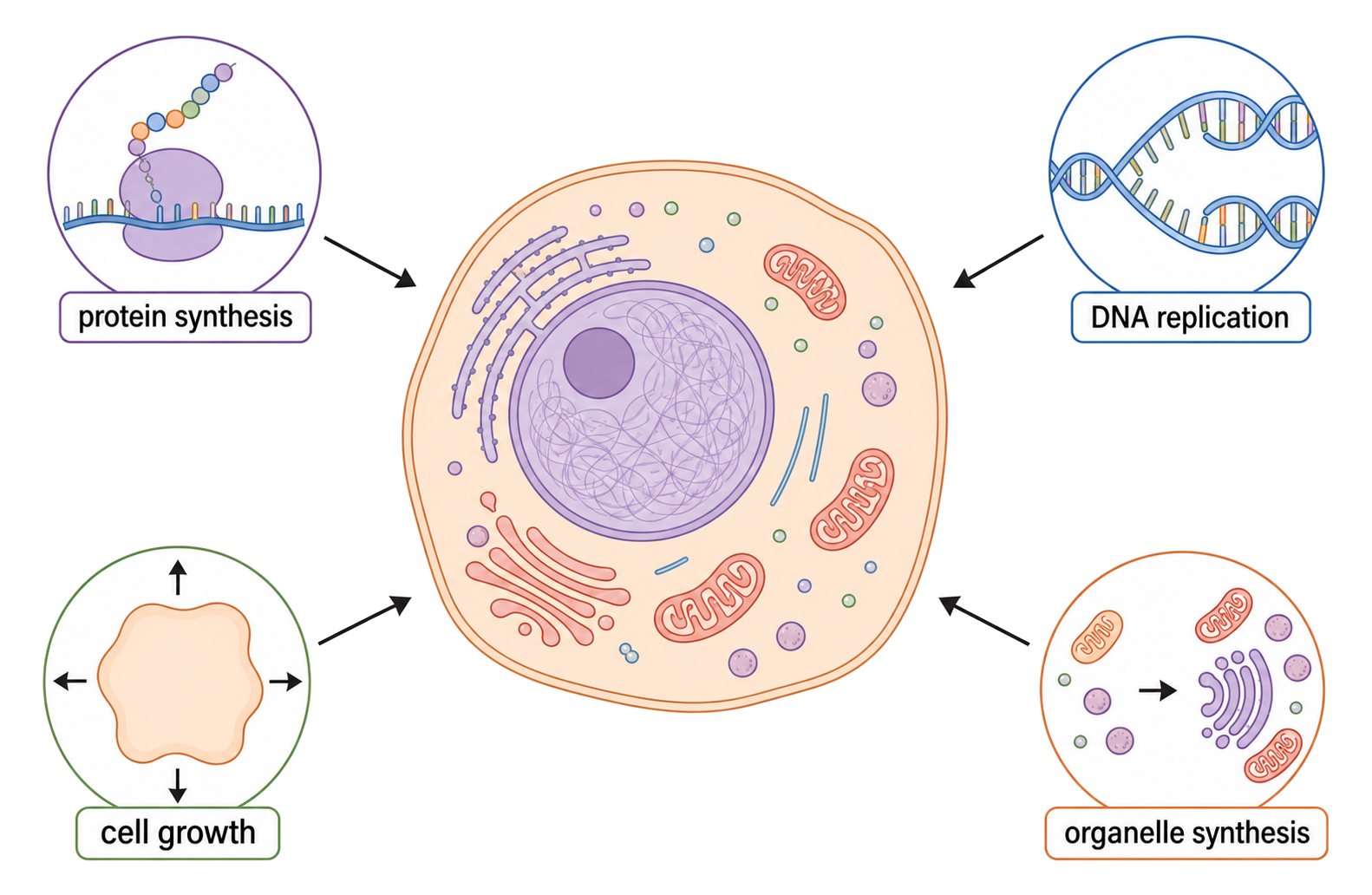 An interphase cell is surrounded by protein synthesis, DNA replication, cell growth and organelle increase.
