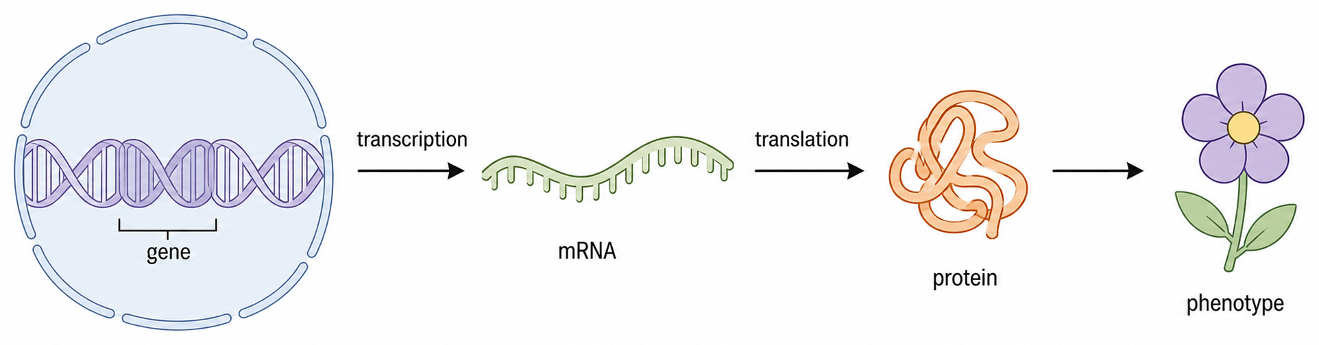 A gene is transcribed into mRNA, translated into protein, and the protein contributes to phenotype.