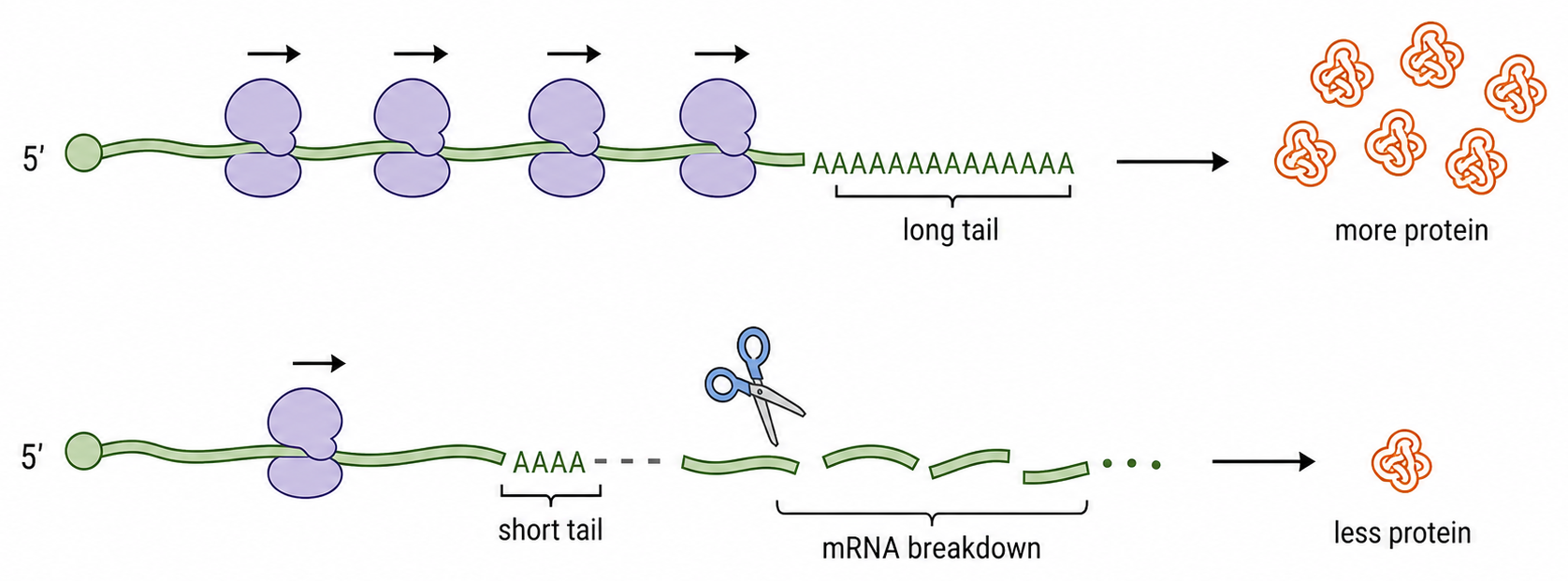 A long poly-A tail supports repeated translation, whereas tail shortening is followed by mRNA breakdown and less protein production.