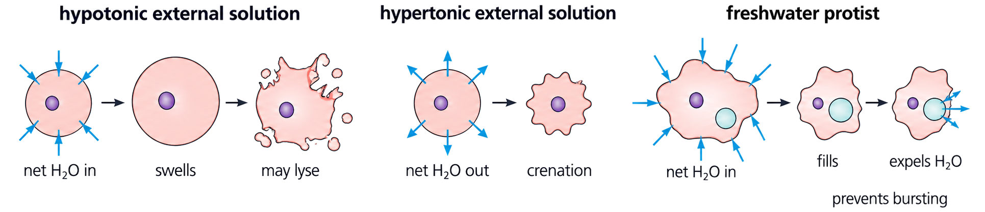 A wall-less cell swells and may lyse in a hypotonic solution, crenates in a hypertonic solution, while a freshwater protist expels excess water.