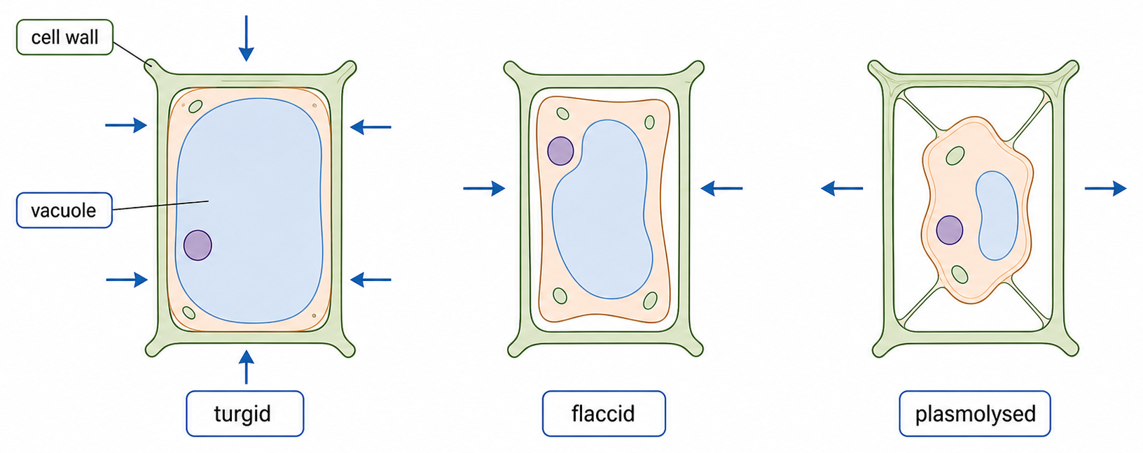 Plant cells are shown as turgid, flaccid and plasmolysed, with changes in vacuole volume and membrane position.