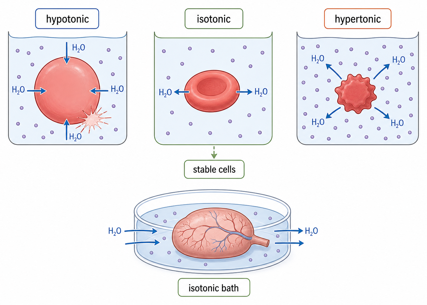 Red blood cells swell, remain stable or crenate in hypotonic, isotonic or hypertonic fluids, and a transplant organ is protected in an isotonic bath.