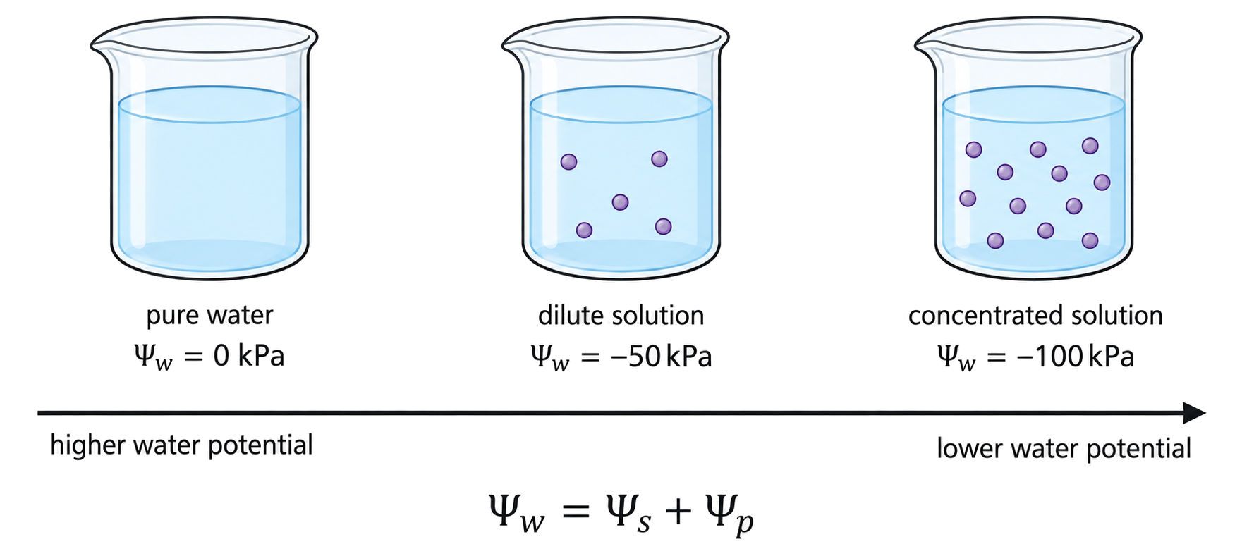 Pure water is placed at zero kilopascals and increasingly concentrated solutions at progressively lower water potentials.