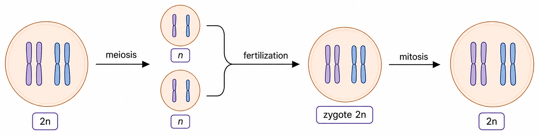 A diploid organism makes haploid gametes by meiosis, two gametes fuse into a diploid zygote, and mitosis produces the next diploid organism.