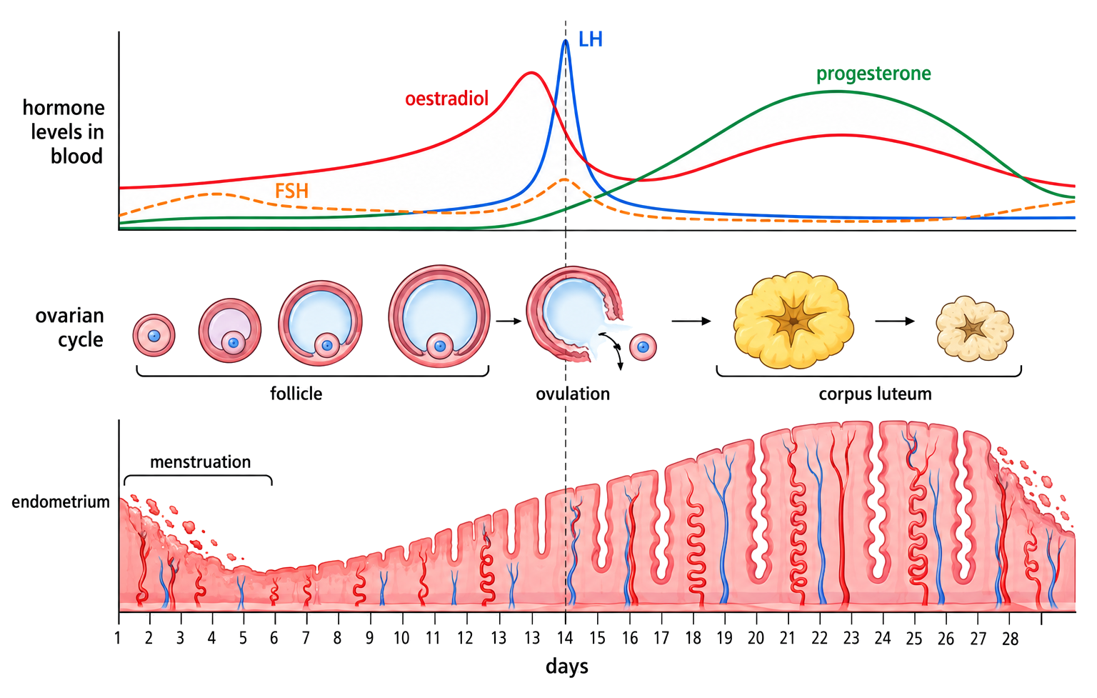 A 28-day timeline aligns FSH, LH, oestradiol and progesterone curves with follicle growth, ovulation, corpus luteum and endometrial change.