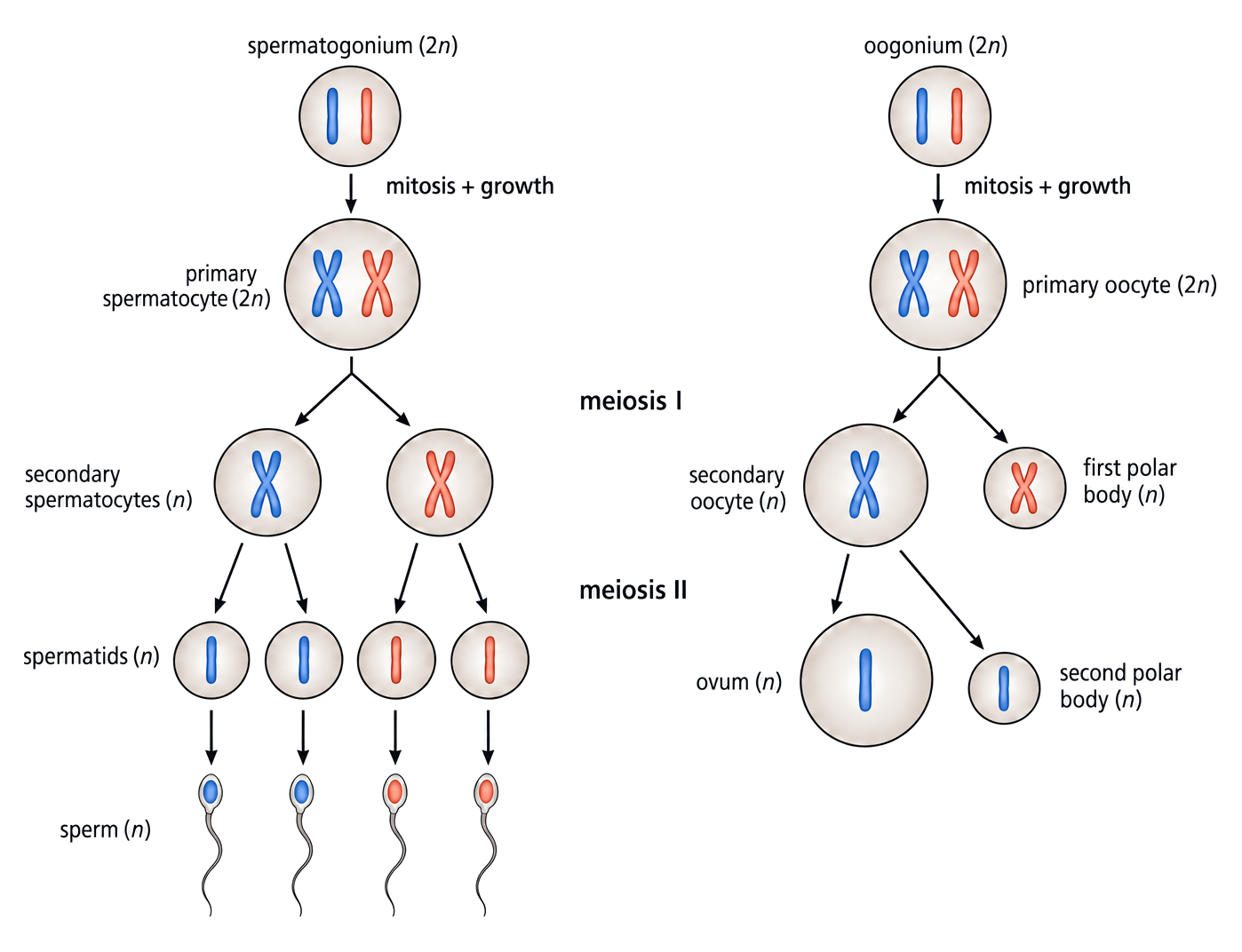 Parallel spermatogenesis and oogenesis routes track mitosis, meiosis I, meiosis II, four sperm and one ovum with polar bodies.
