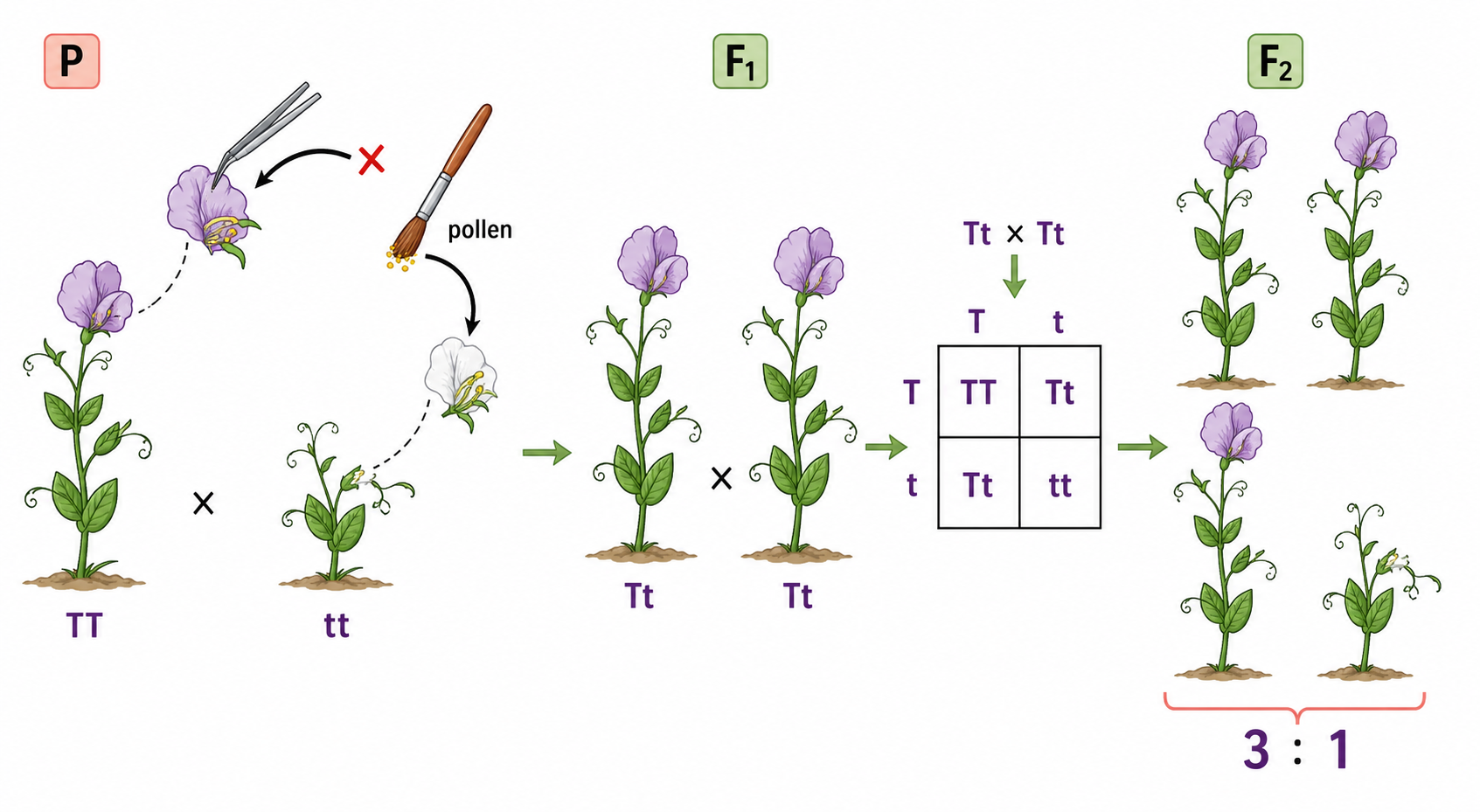A controlled flowering-plant cross removes self-pollinating anthers, transfers pollen from a chosen parent, grows F1 offspring and crosses the F1 to obtain an F2 generation.