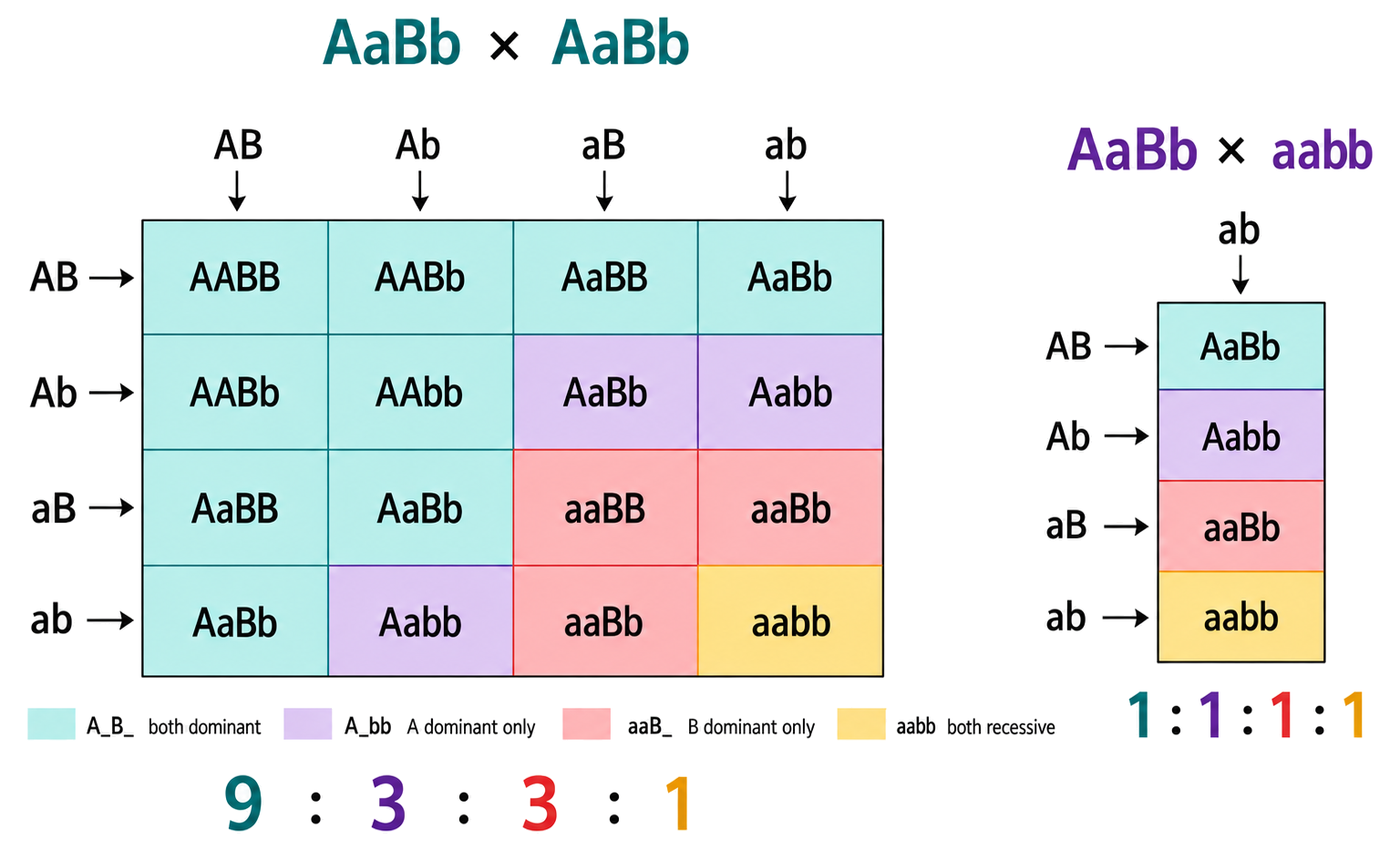 An AaBb by AaBb dihybrid Punnett grid groups offspring into four phenotype classes in a 9:3:3:1 ratio and contrasts an AaBb by aabb test cross with a 1:1:1:1 ratio.