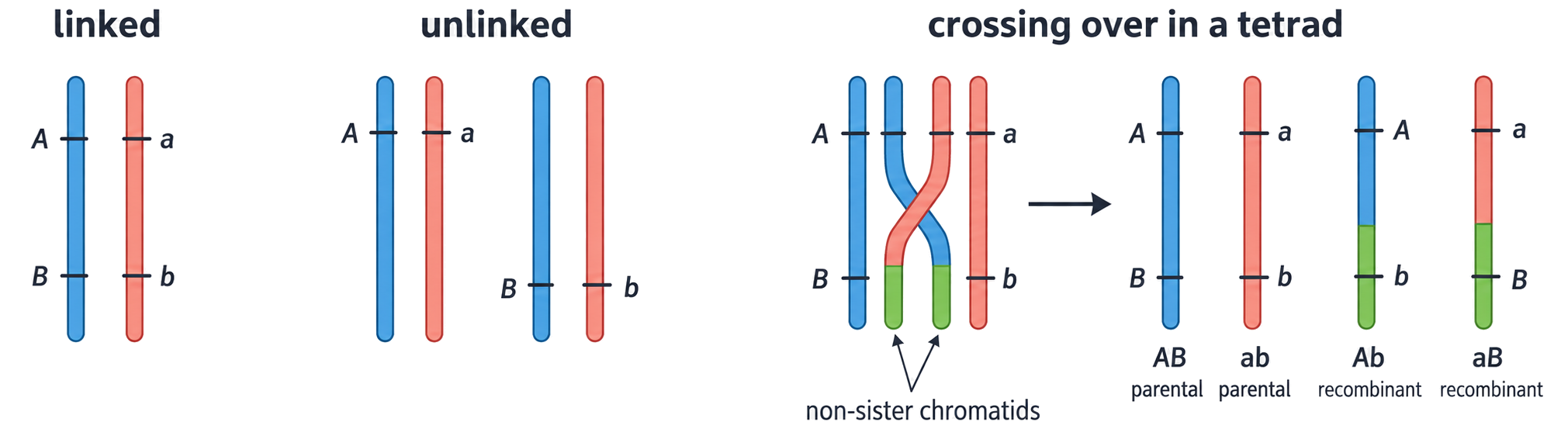 A diagram contrasts linked A and B loci on the same chromosome, unlinked loci on different chromosomes and crossing over that creates Ab and aB recombinant chromatids from AB and ab parental chromatids.