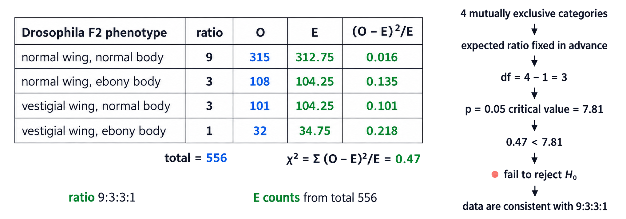 A chi-squared table compares observed and expected Drosophila phenotype counts, sums category contributions to 0.47 and compares the result with the p equals 0.05 critical value for three degrees of freedom.