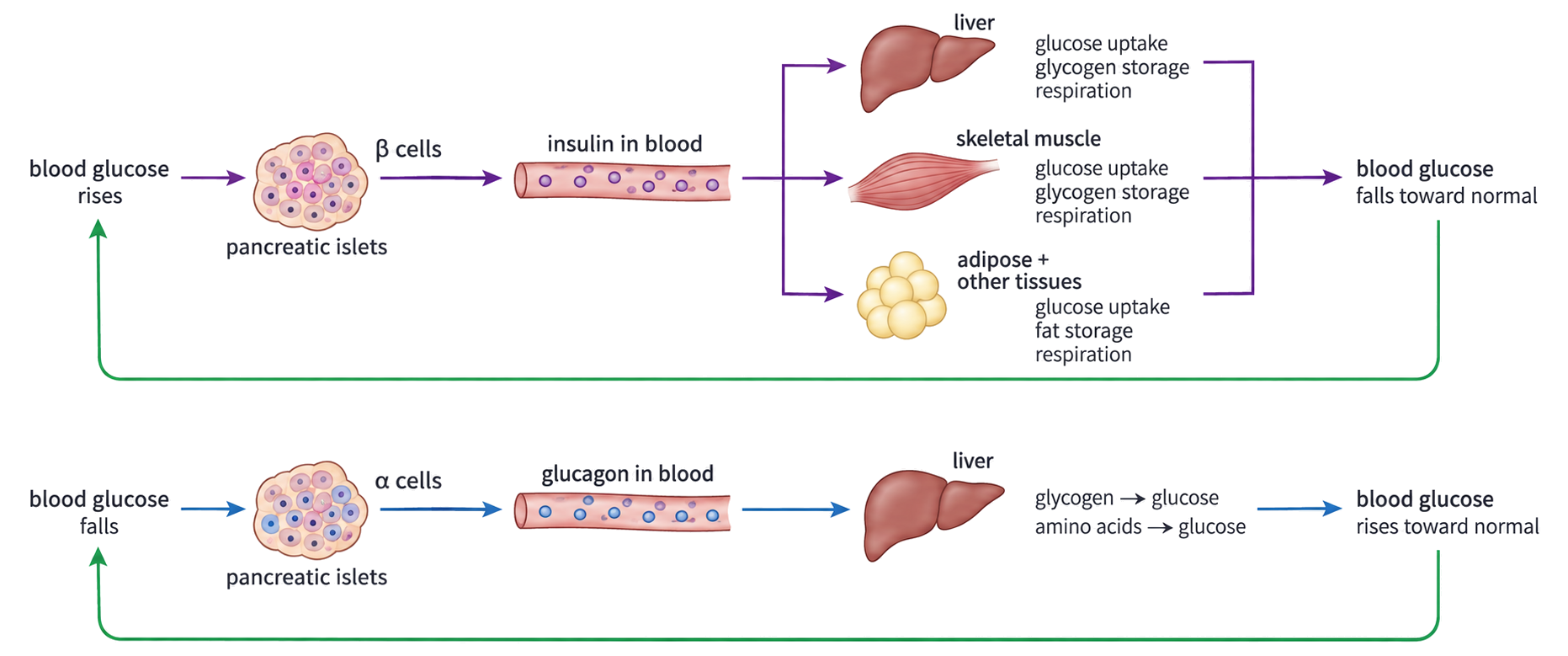 Two feedback pathways show pancreatic beta cells releasing insulin after blood glucose rises and alpha cells releasing glucagon after blood glucose falls.